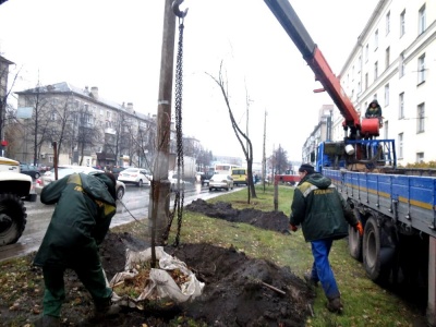 «В Калининском районе проведена реконструкция зеленых насаждений»