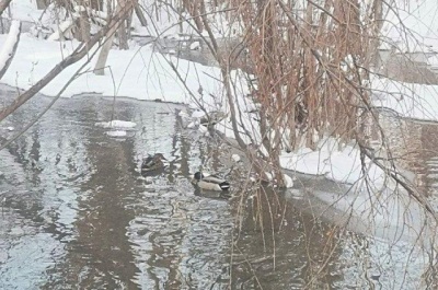 Утку и селезня обнаружили жители «Родников» в водоеме между улицами Кочубея и Курчатова
