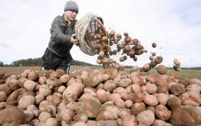 «Предоставление земли для посадки картофеля»