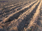 Земельные участки под посадку картофеля